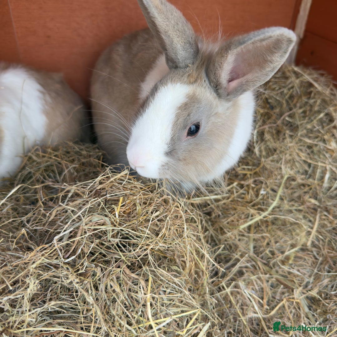 Mixed Breed rabbits for sale: 2 male rabbits with hutch - Image 3