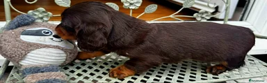 Dachshund 1 💙