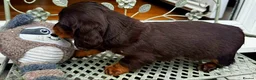 Dachshund dogs for sale: LONG-HAIRED DACHSHUND PUPPIES READY TO LEAVE in Manchester - Advert 3