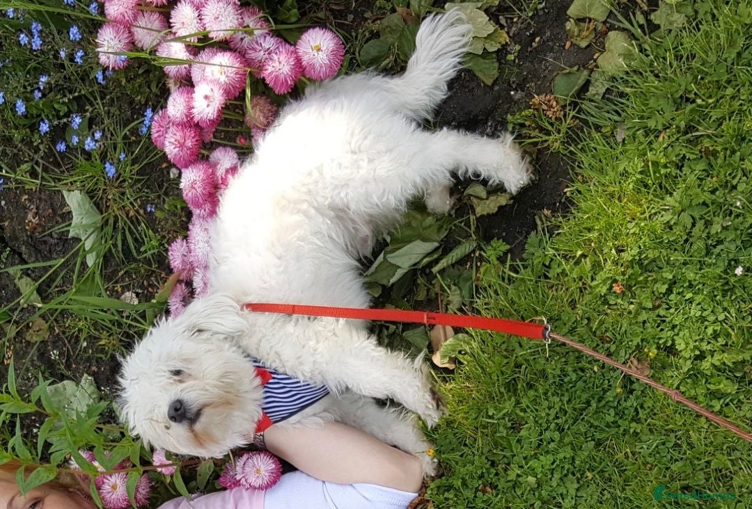 Maltese dogs Maltese pupies - Advert 2