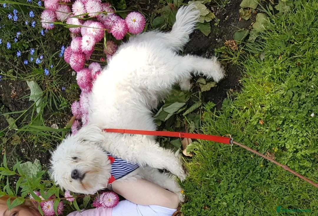 Maltese dogs for sale: Maltese pupies - Advert 1