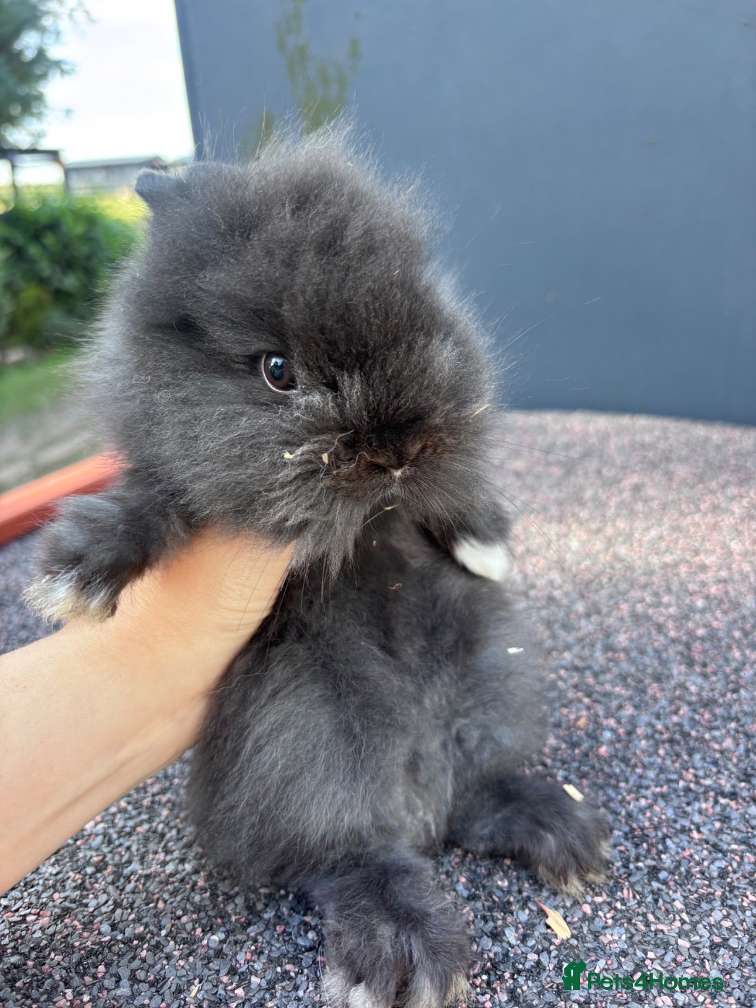 Lionhead rabbits **READY NOW** one male lion head bunny left  - Advert 1