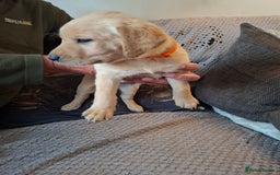 Labrador Retriever dogs for sale: Mix of fox red and yellow labrador puppies - Image 8