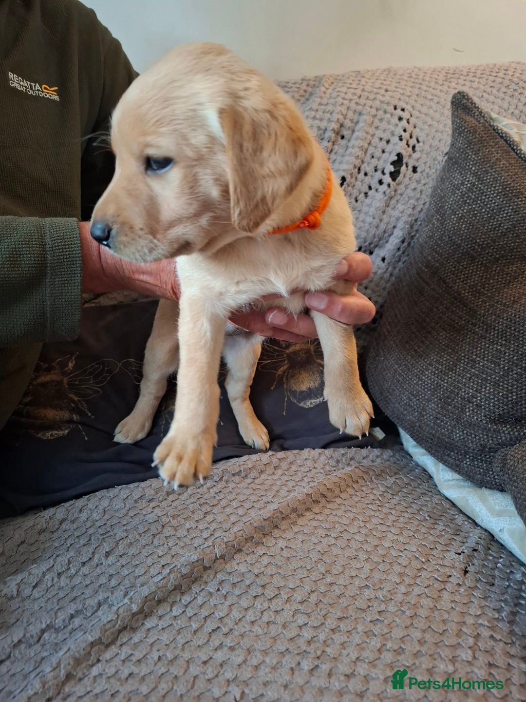 Labrador Retriever dogs for sale: Mix of fox red and yellow labrador puppies - Image 8