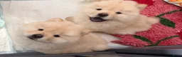 Chow Chow dogs for sale: Beautiful KC Registered Chow Chow Puppies  - Advert 13