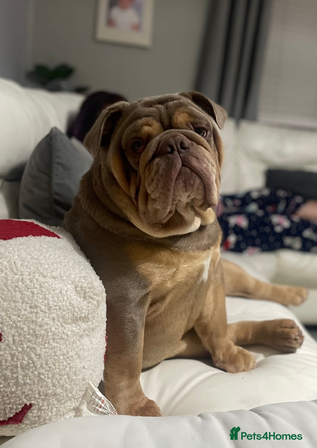 English Bulldog dogs for stud: *RUBBLE* NEBBR beautiful boy - Image 10