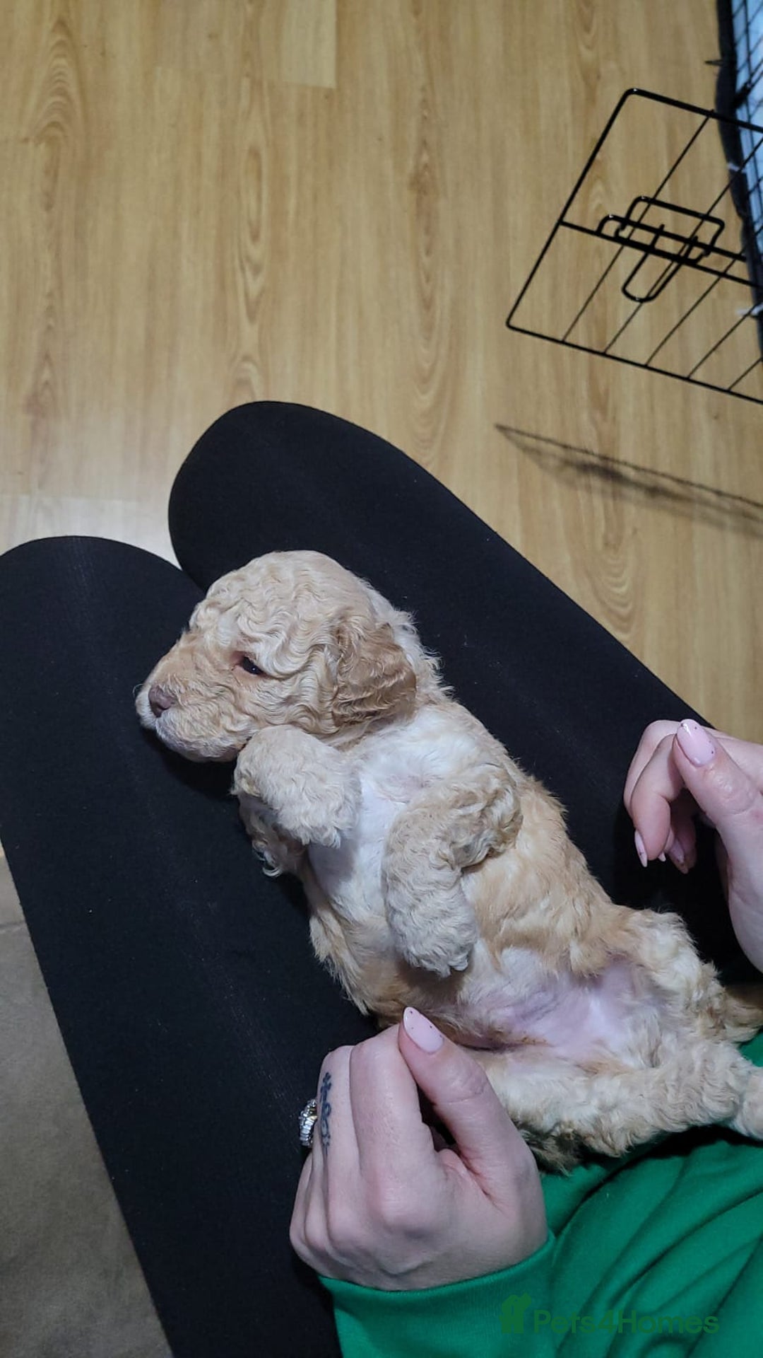 Cockapoo dogs for sale: 3 beautiful puppies for sale £1200 - Advert 3