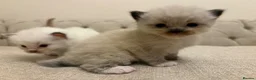 Ragdoll cats for sale: Seven Beautiful Ragdoll Kittens - Advert 7