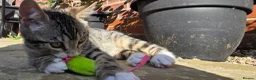 Bengal cats for sale: Bengal Mix - Advert 9