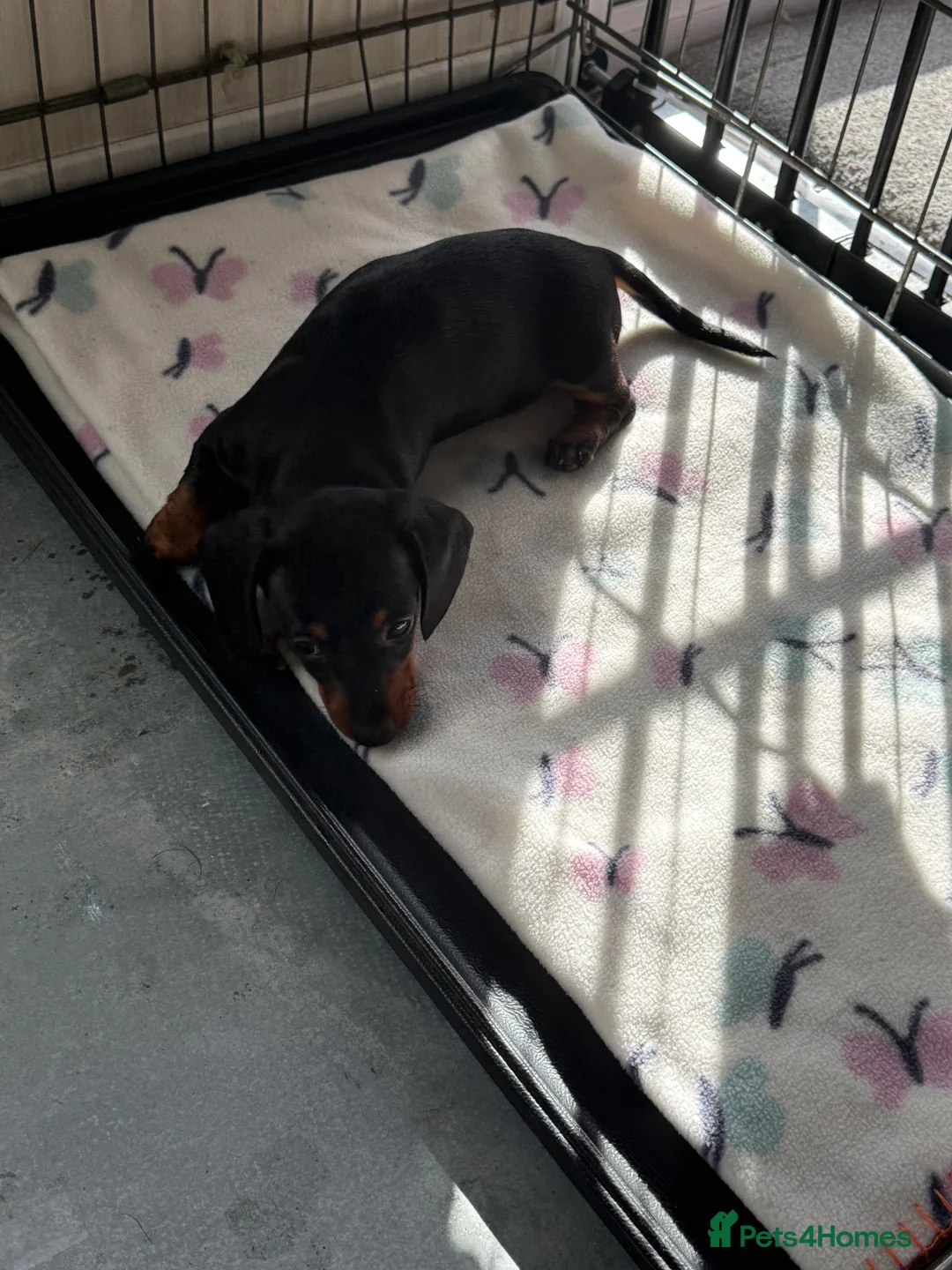 Miniature Dachshund dogs for sale: Black and Tan miniuter dauchound  - Advert 3
