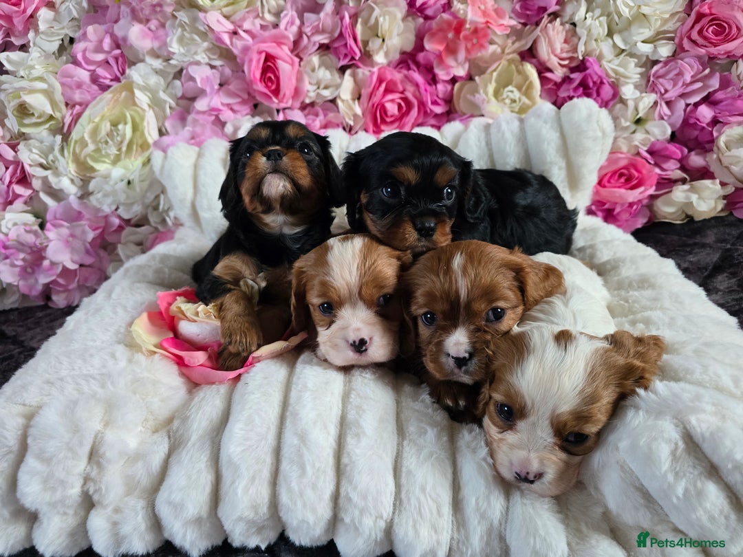 Cavalier King Charles Spaniel dogs for sale: Beautiful KC reg Cavalier King Charles Puppies  - Advert 26