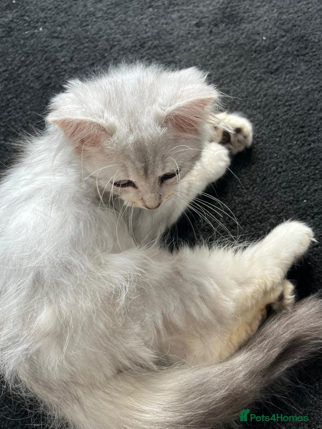 Siberian cats for sale: Adorable Siberian Kitten - Image 6
