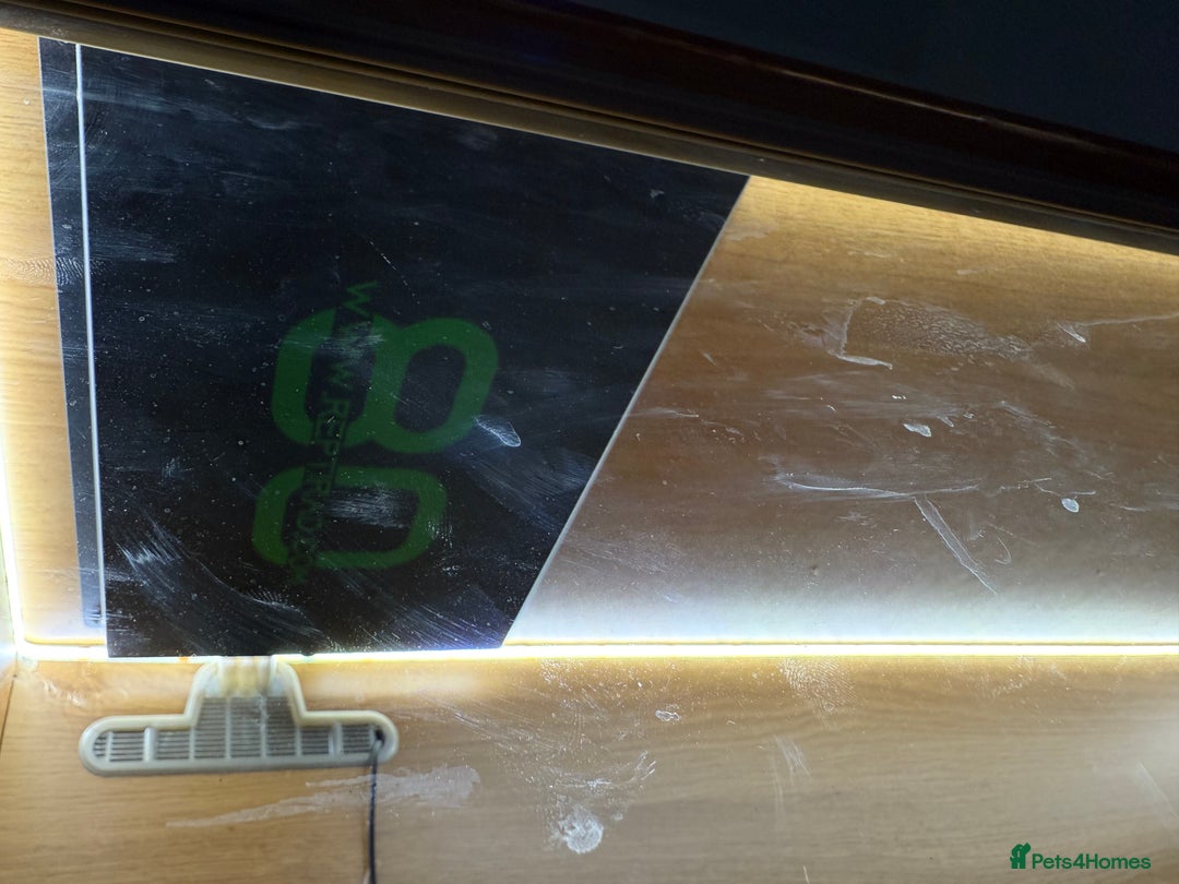 Python Snake reptiles for sale: Albino Royal python and full vivarium setup  - Advert 2