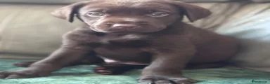 Labrador Retriever 3