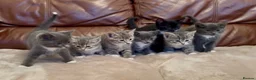 Mixed Breed cats for sale: Beautiful kittens  - Advert 11