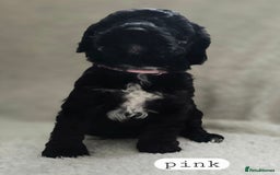 Toy Poodle dogs for sale: BEAUTIFUL TOY POODLES - Image 14