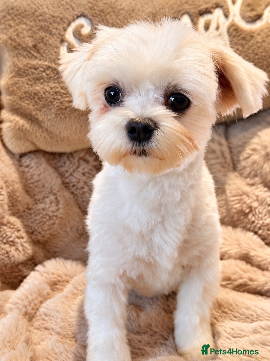 Maltese dogs for sale: Maltese Boy - Advert 2