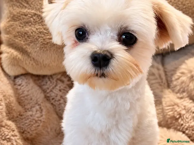 Maltese dogs for sale: Maltese Boy - Advert 2