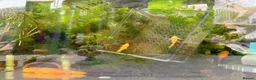 Plecos fish for sale: Golden Bristlenose Pleco L144 Lemon blue/black eye - Advert 11
