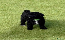 Cockapoo dogs for sale: 3 fluffy miniature cockpoo puppy’s  - Image 24