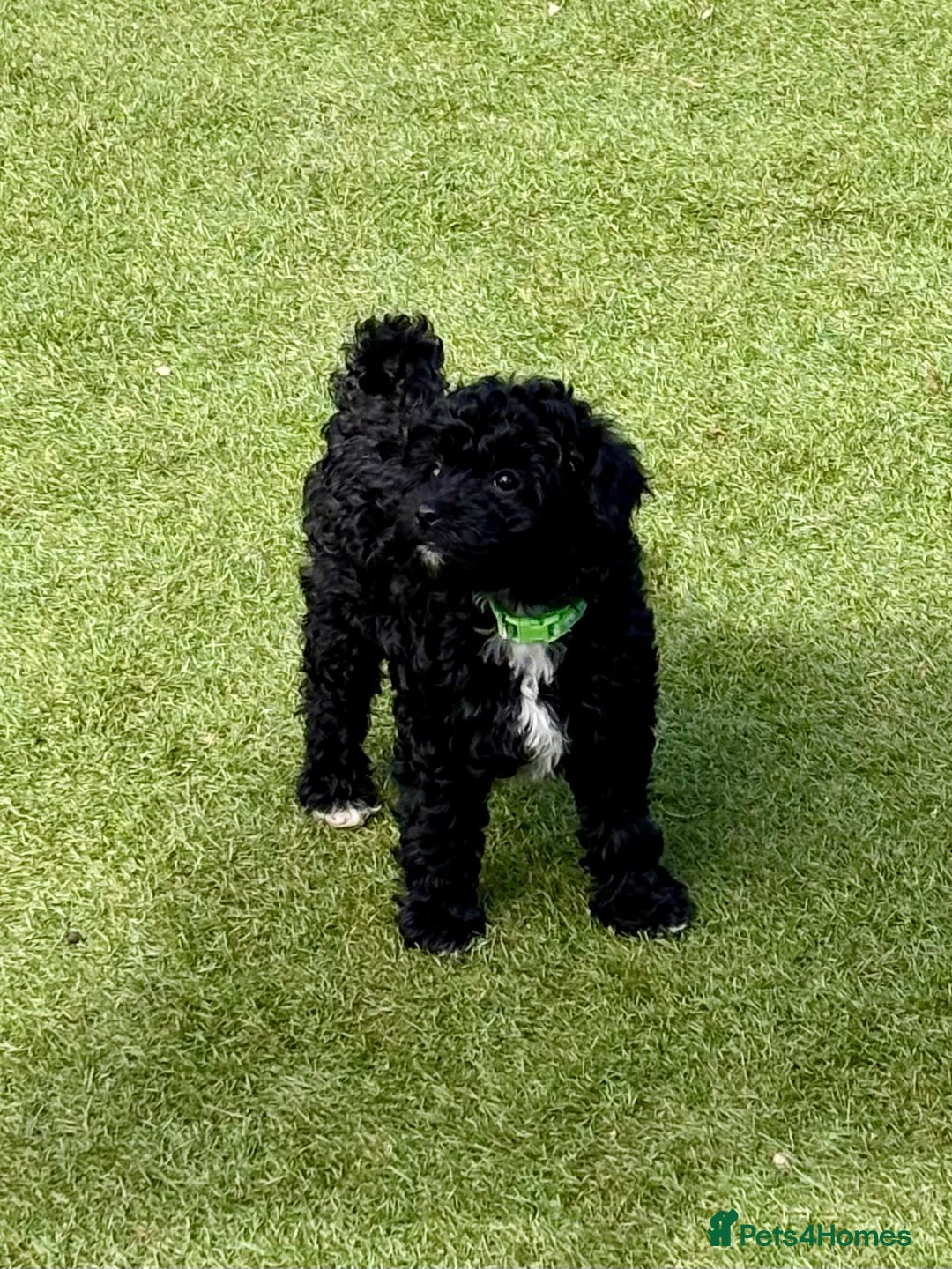 Cockapoo dogs for sale: 3 fluffy miniature cockpoo puppy’s  - Image 24