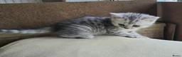 Mixed Breed cats for sale: Gorgeous Mix British short hair / toyger kittens - Advert 18