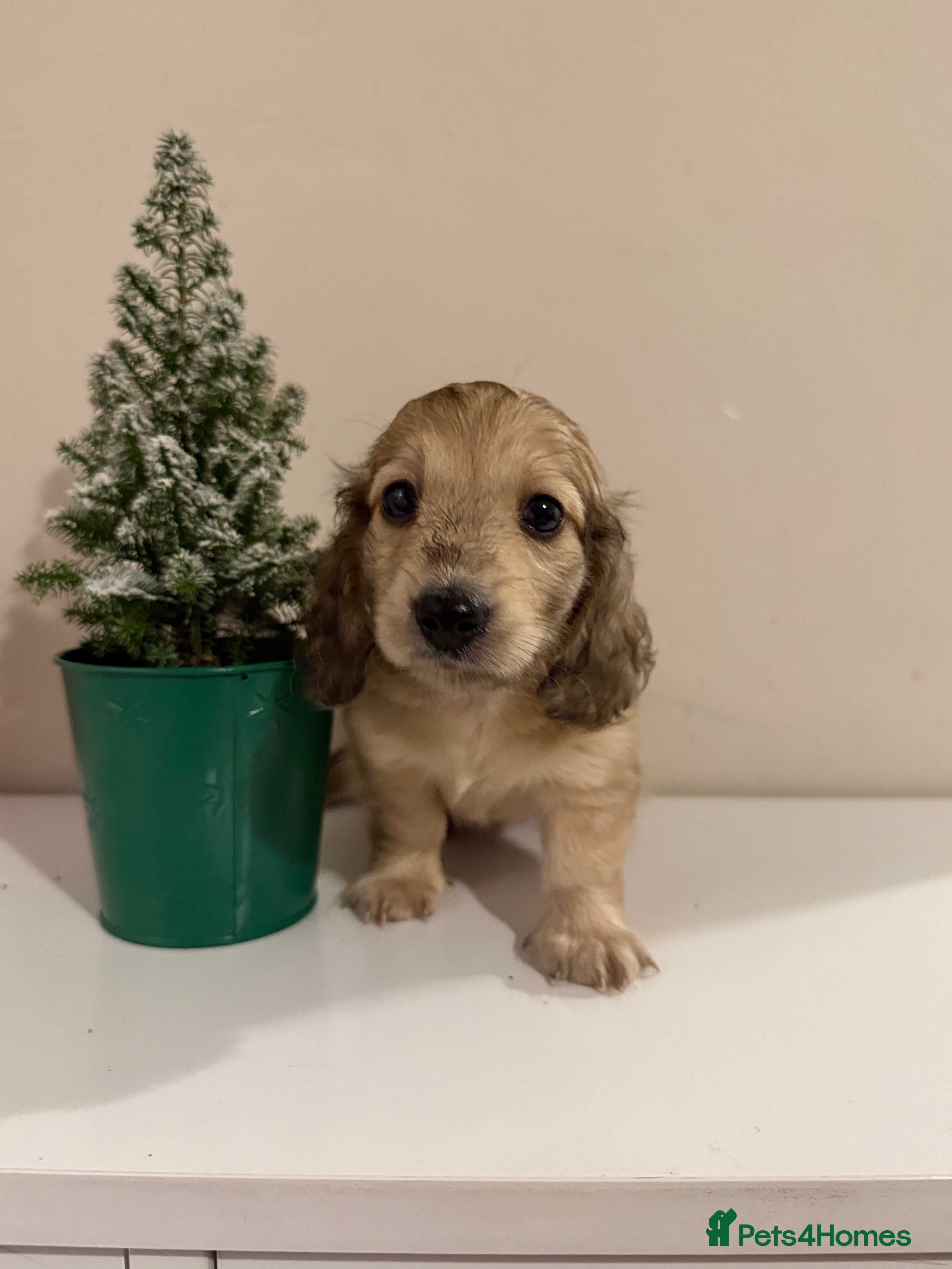 Miniature Dachshund dogs Shaded cream boy ready now - Advert 1