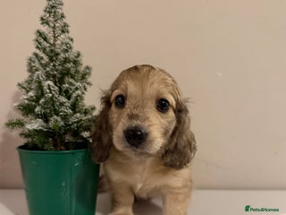 Miniature Dachshund dogs Shaded cream boy ready now - Advert 1