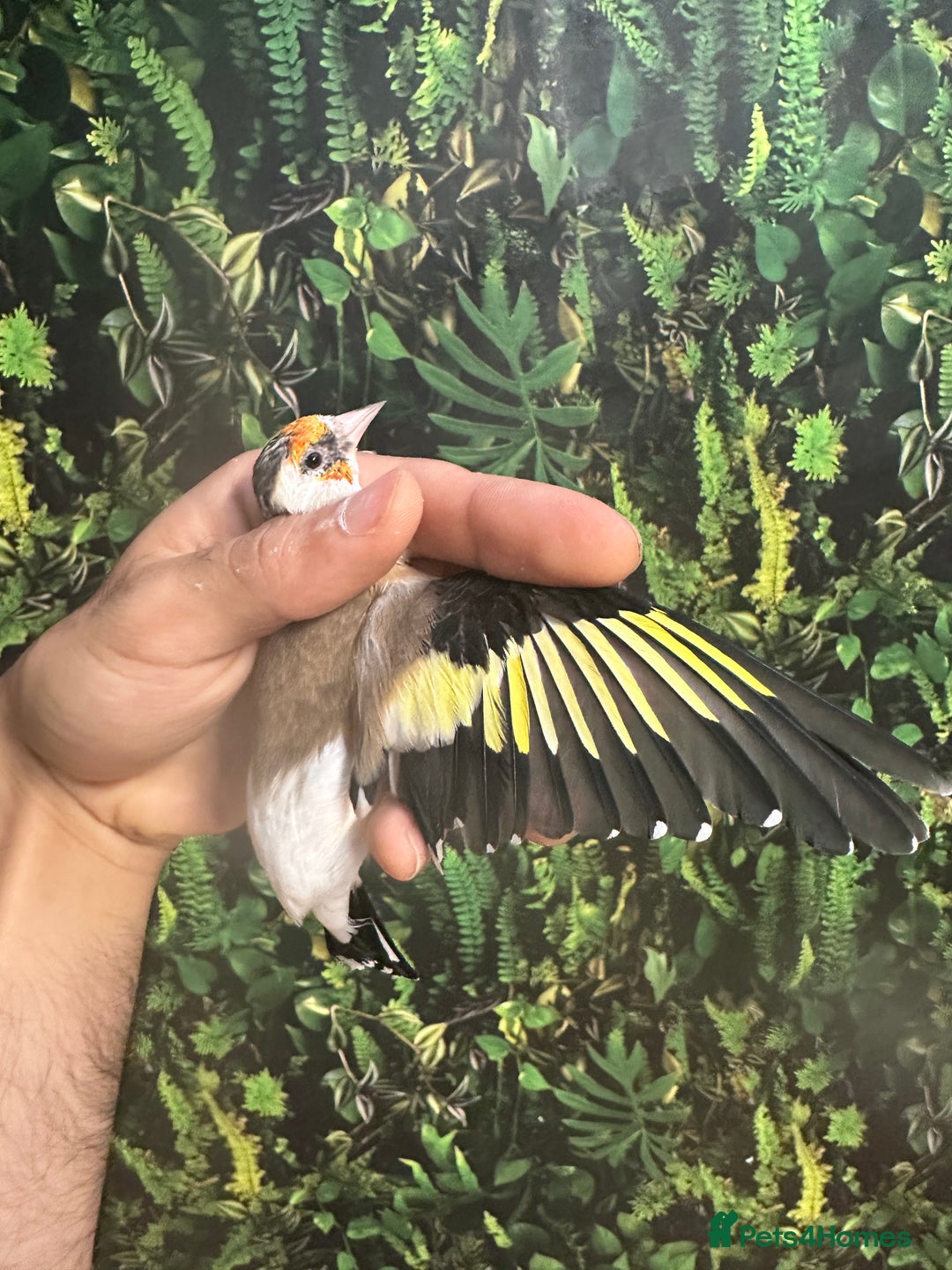 Finches birds for sale: Goldfinch for sale  - Image 26