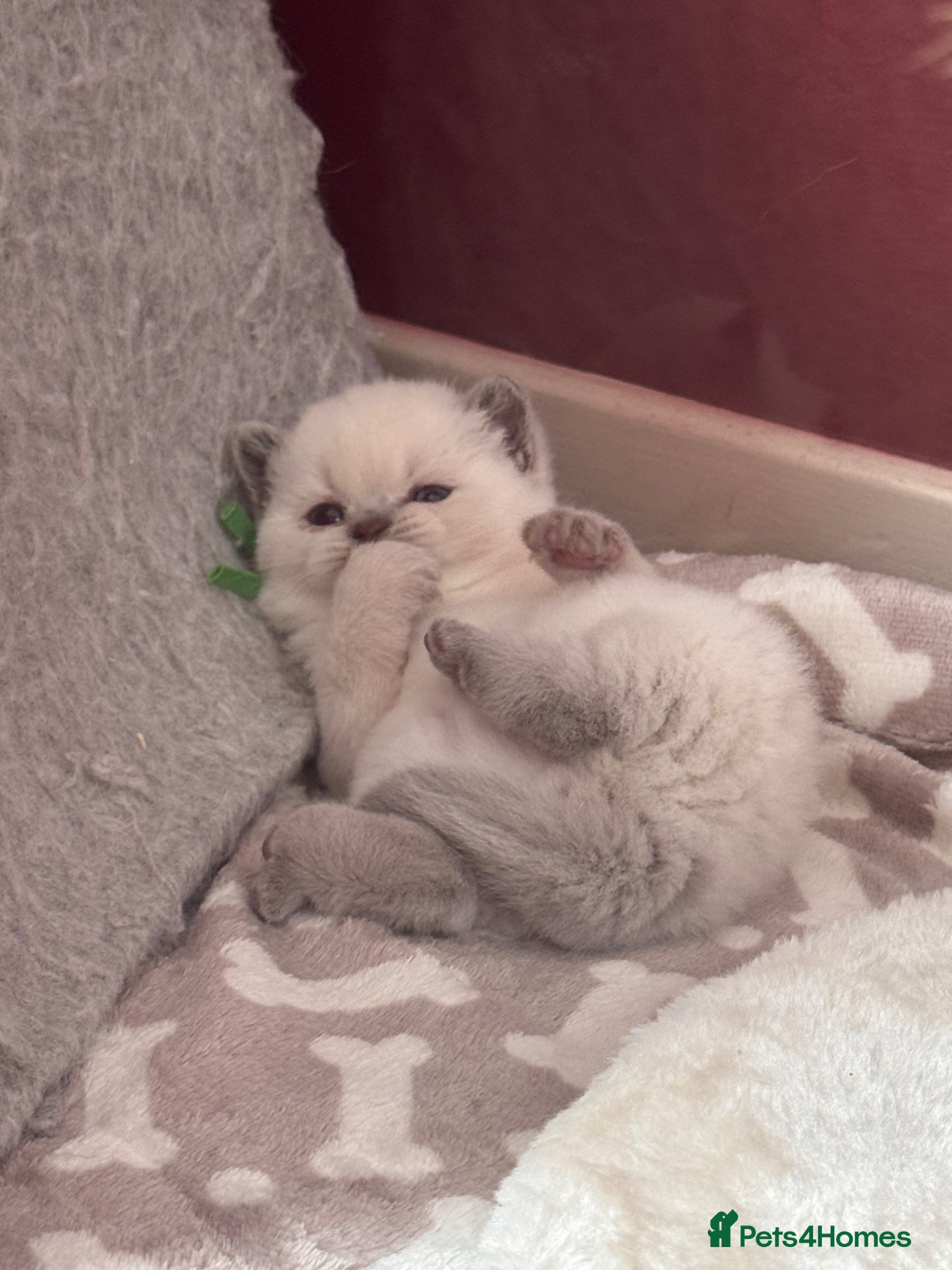 British Shorthair cats for sale: Gorgeous GCCF colourpoints  - Advert 14