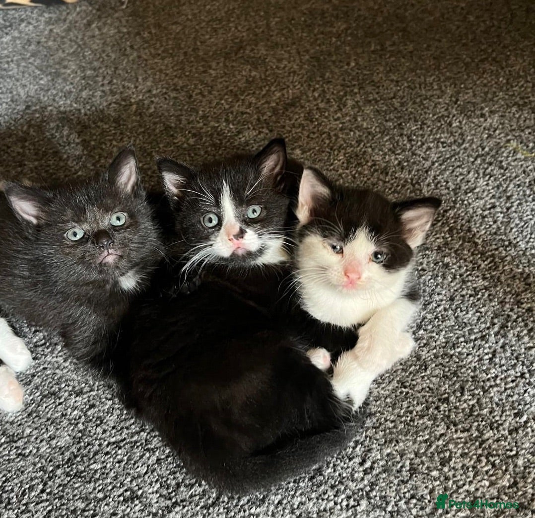 Mixed Breed cats Kittens looked for new home - Advert 1
