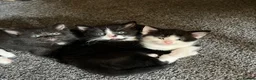 Mixed Breed cats for sale: Kittens looked for new home in Ashford - Advert 1