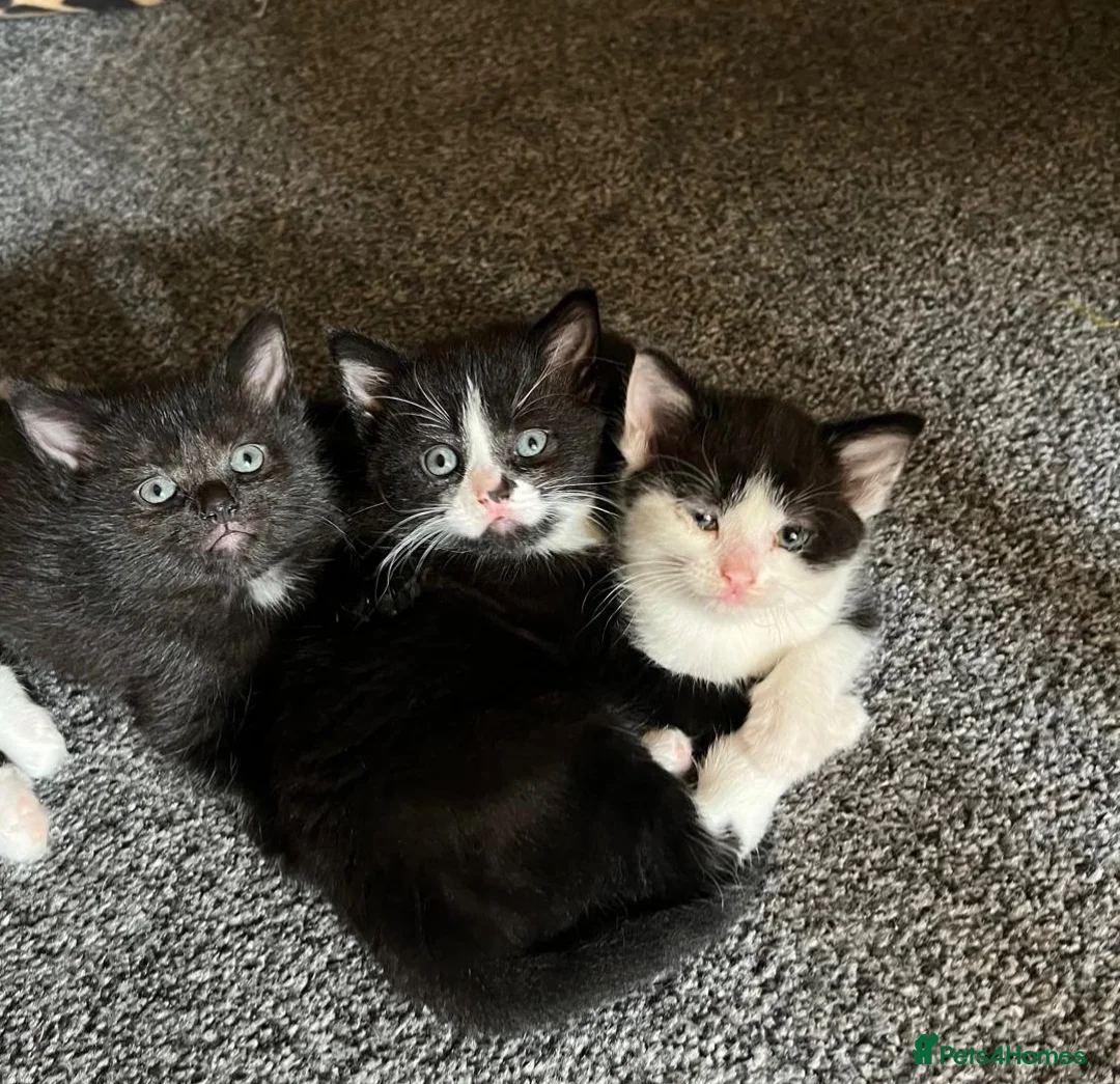 Mixed Breed cats for sale: Kittens looked for new home in Ashford - Advert 1