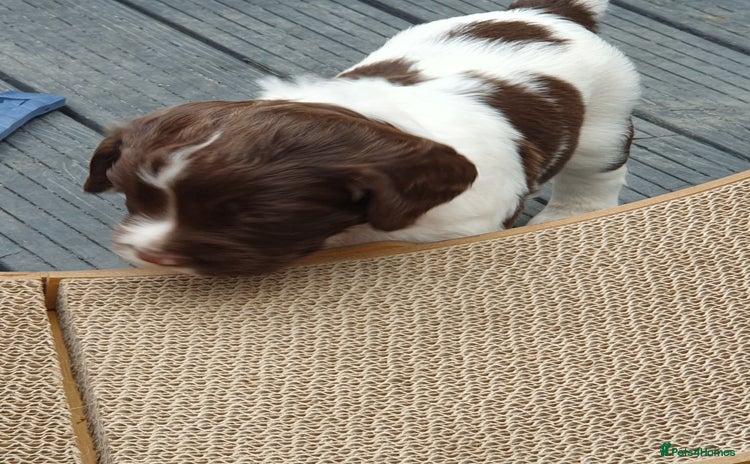 English Springer Spaniel dogs - Advert 4