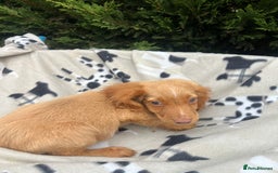 Cocker Spaniel dogs for sale: Five beautiful cocker spaniels - Image 15