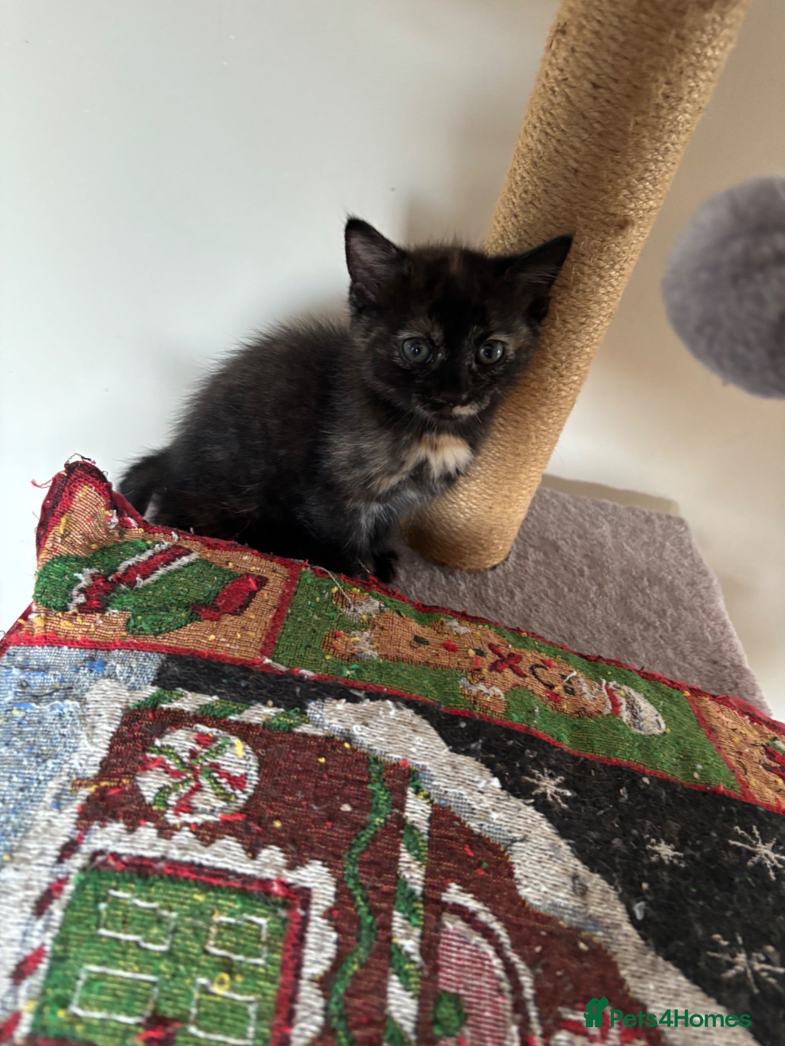 Mixed Breed cats Last female kitten left tortoise shell - Advert 15