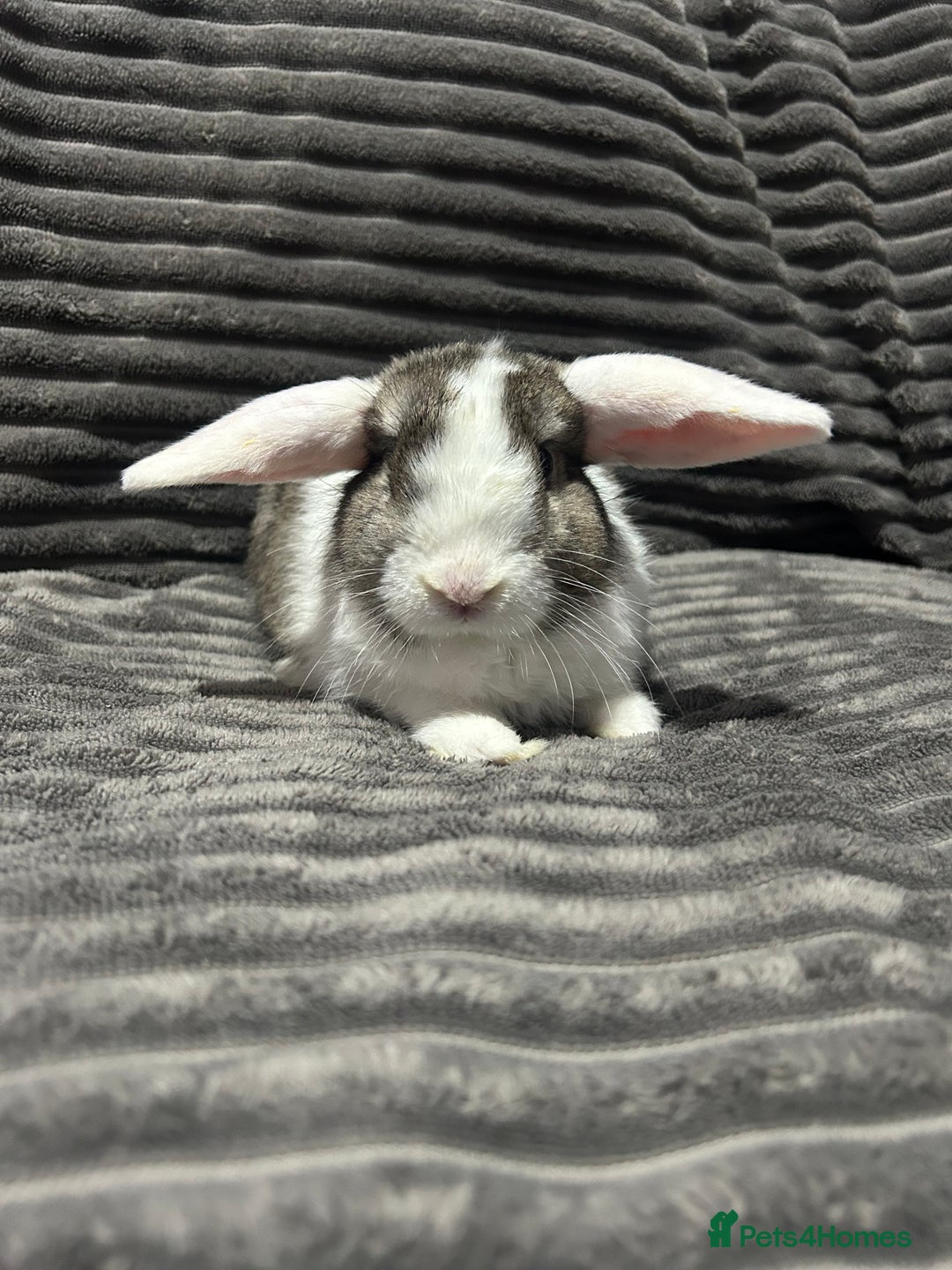 Mini Lion Lop rabbits for sale: Mini lion lop  - Advert 5