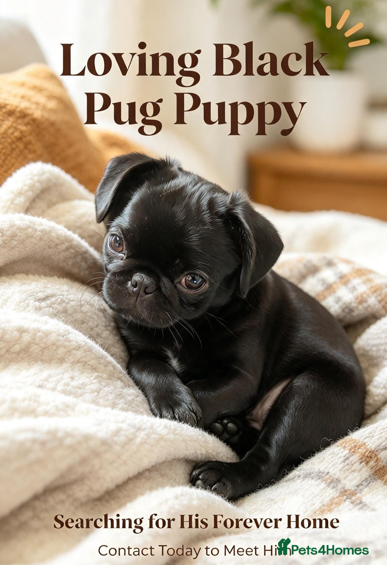 Pug dogs for sale: Gorgeous boy 💛 Price Reduced For The Perfect Home - Advert 16