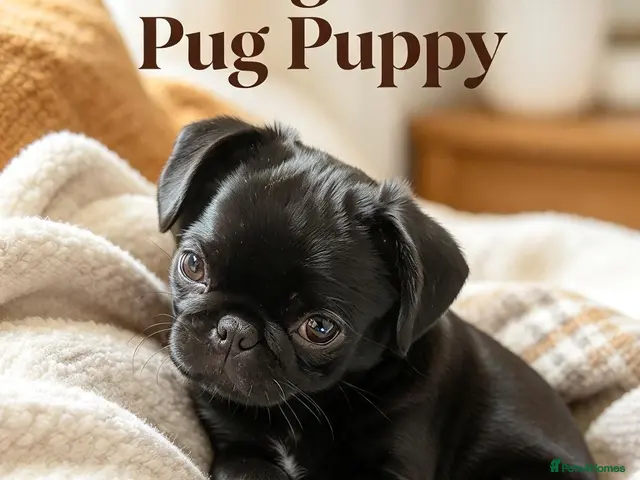 Pug dogs for sale: Gorgeous boy 💛 Price Reduced For The Perfect Home - Advert 4