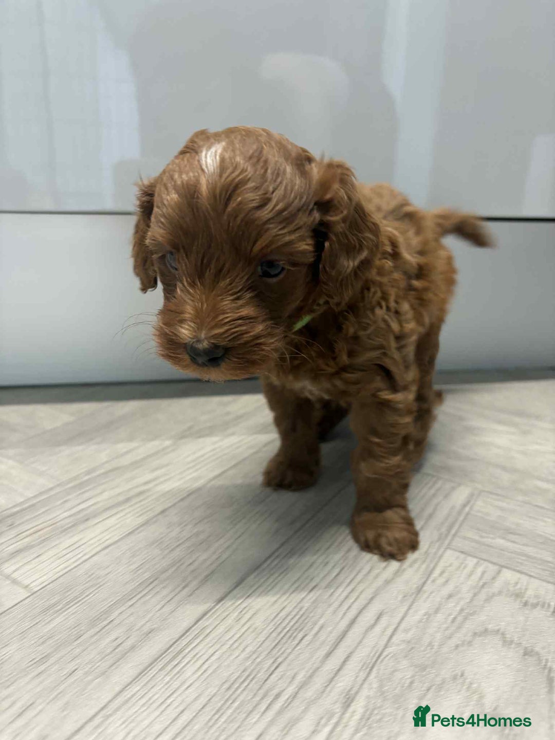Maltipoo dogs for sale: Tiny f1b maltipoo puppys - Image 2