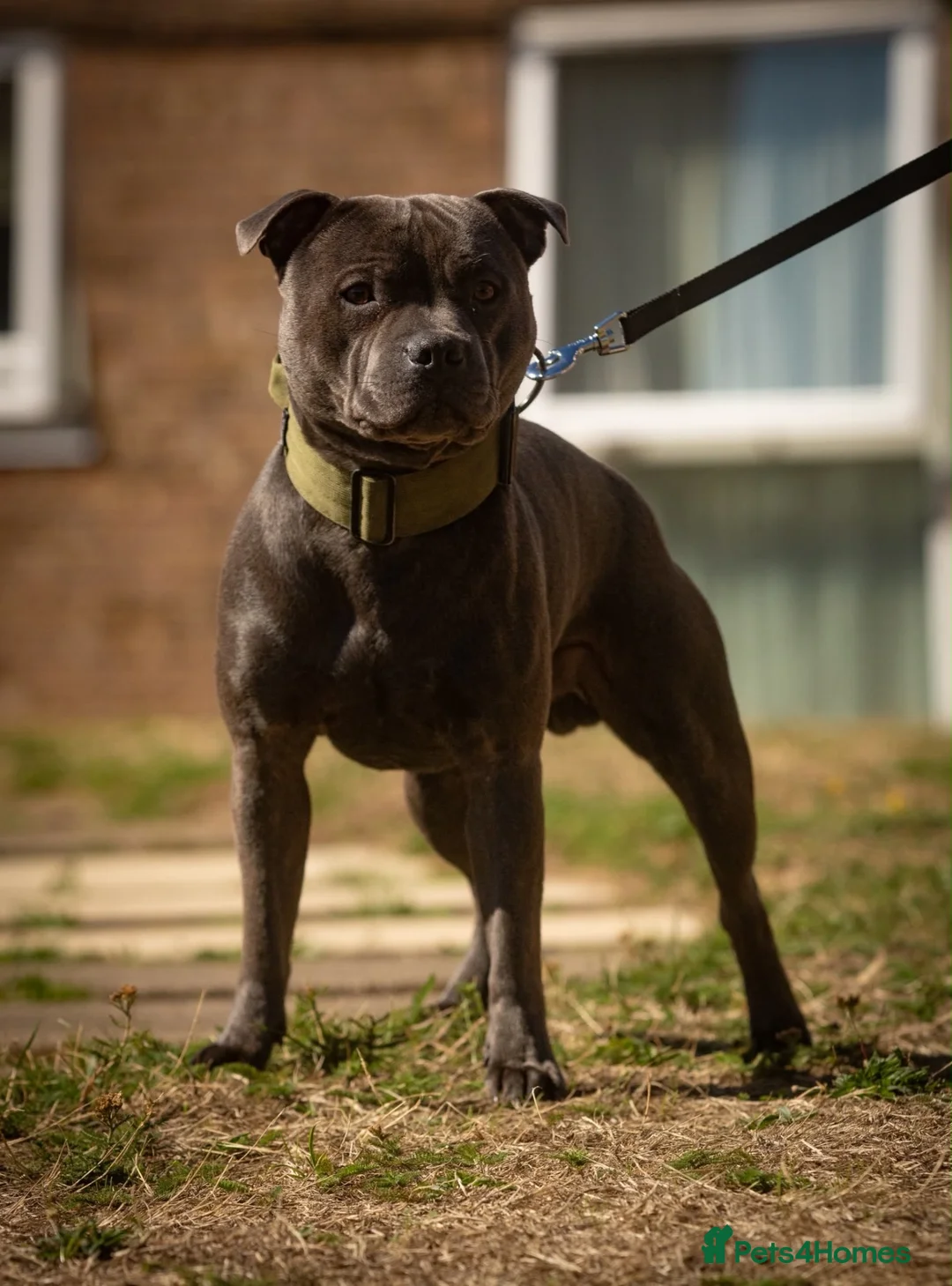 Staffordshire Bull Terrier dogs for stud: Amazing Blue Staffordshire Bull Terrier For Stud - Advert 9