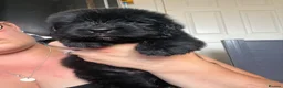 Newfoundland dogs for sale: WAITING LIST OPEN FOR NEXT KC REGISTERED LITTER - Advert 8