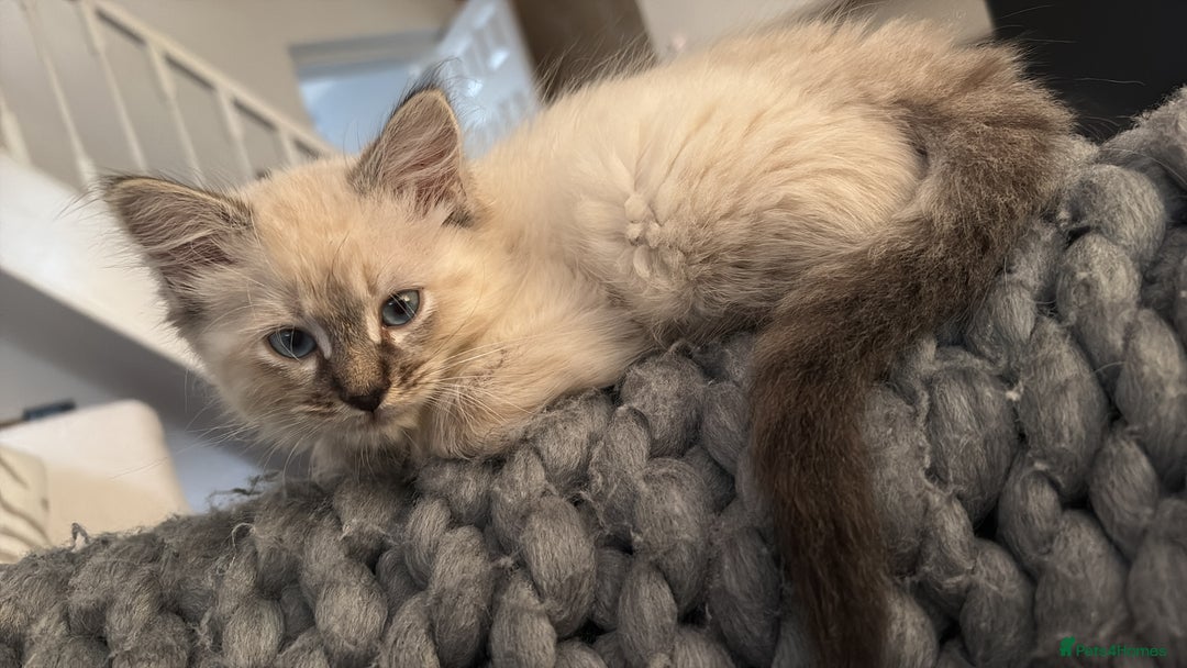 Ragdoll cats for sale: Ragdoll kitten - Image 2