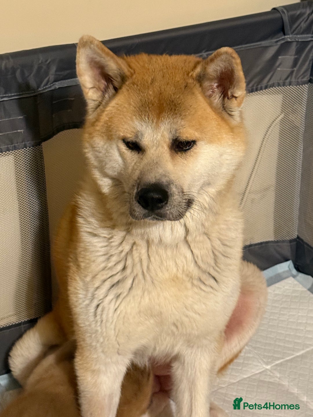 Akita dogs for sale: Akita puppy - Advert 2