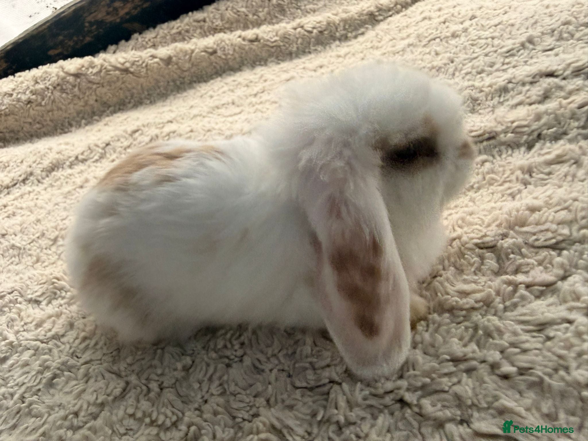 Mini Lop rabbits 5 stunning mini lops - Advert 12