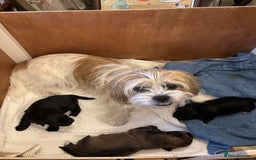 Mixed Breed dogs for sale: 2 Adorable Shorkie puppies  - Image 7