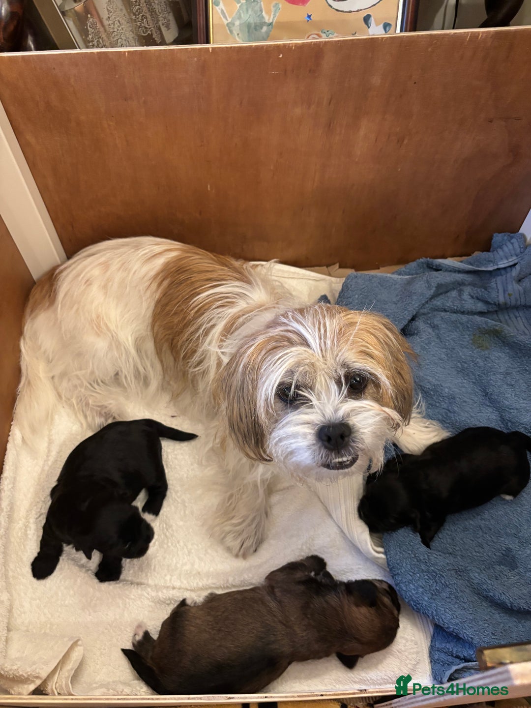 Mixed Breed dogs for sale: 2 Adorable Shorkie puppies  - Image 7