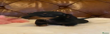 Miniature Dachshund 1