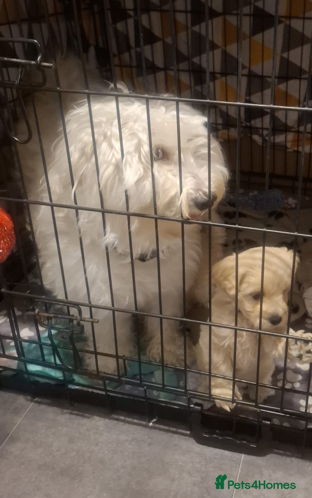 Poochon dogs for sale: Female poochon forsale - Advert 6