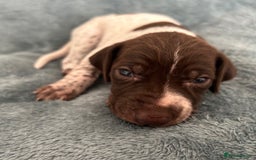 German Shorthaired Pointer dogs for sale: Pure GSP Puppies For Sale - Image 1